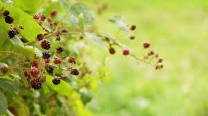 Attēlu rezultāti vaicājumam “Padus avium fruit”