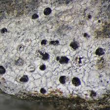 Attēlu rezultāti vaicājumam “Trapelia coarctata”