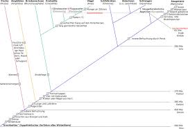 Image result for Evolution Stammbaum