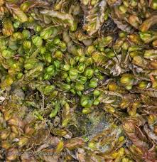 Attēlu rezultāti vaicājumam “Mylia anomala”