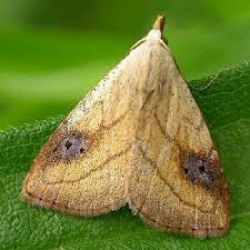 Attēlu rezultāti vaicājumam “Hoplia parvula imago”