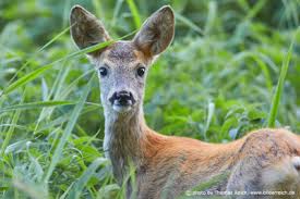 Attēlu rezultāti vaicājumam “Capreolus capreolus”