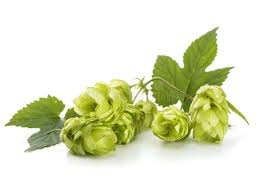 Attēlu rezultāti vaicājumam “Humulus lupulus fruit”