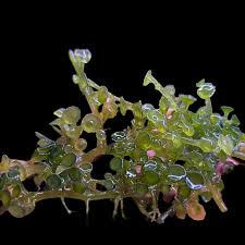 Attēlu rezultāti vaicājumam “Lophozia laxa macro”