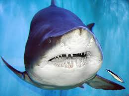 Image result for Carcharias taurus