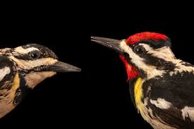 Image result for Sphyrapicus varius