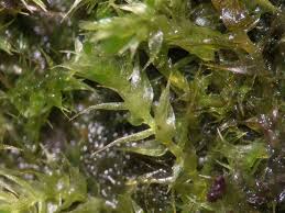 Attēlu rezultāti vaicājumam “Hygroamblystegium tenax”