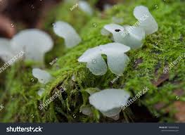 Attēlu rezultāti vaicājumam “Pseudohydnum gelatinosum”