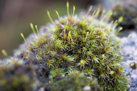 Attēlu rezultāti vaicājumam “Racomitrium heterostichum”