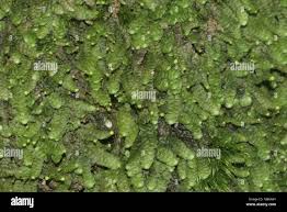 Attēlu rezultāti vaicājumam “Calypogeia”