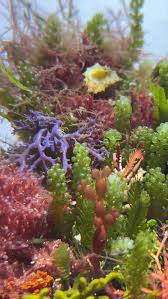 Attēlu rezultāti vaicājumam “Lycogala botrydium macro”