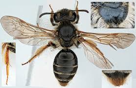 Attēlu rezultāti vaicājumam “Andrena haemorrhoa”