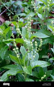 Attēlu rezultāti vaicājumam “Mercurialis perennis flower”