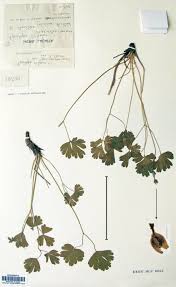 Attēlu rezultāti vaicājumam “Aquilegia vulgaris bud”