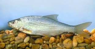 Image result for Rutilus caspicus