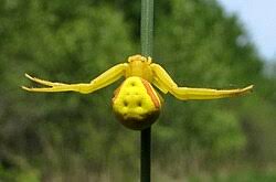 Attēlu rezultāti vaicājumam “Misumena vatia”