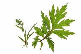 Image result for Artemisia vulgaris