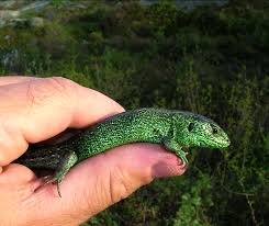Attēlu rezultāti vaicājumam “Lacerta agilis male”