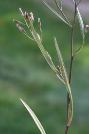 Attēlu rezultāti vaicājumam “Atrichum flavisetum sporophyte”