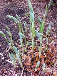 Attēlu rezultāti vaicājumam “Polygonatum multiflorum”