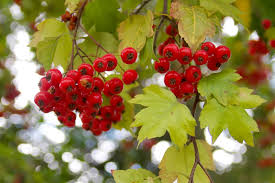Attēlu rezultāti vaicājumam “Crataegus”