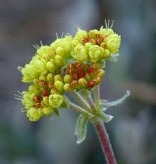 Attēlu rezultāti vaicājumam “Homomallium incurvatum sporophyte”