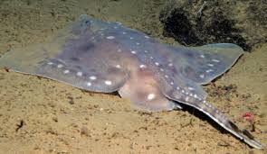 Image result for Amblyraja hyperborea