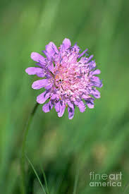 Attēlu rezultāti vaicājumam “Succisa pratensis flower”