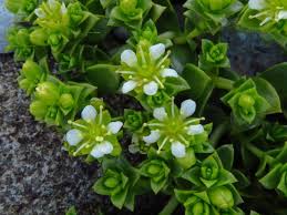 Attēlu rezultāti vaicājumam “Honckenya peploides bud”