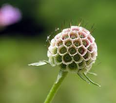 Attēlu rezultāti vaicājumam “Succisa pratensis bud”