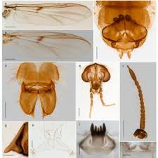 Attēlu rezultāti vaicājumam “Cricotopus male”