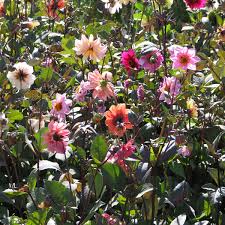 Image result for Dahlia `Red Skin`