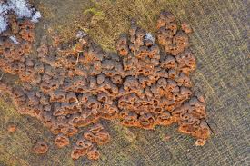 Attēlu rezultāti vaicājumam “Hymenochaete rubiginosa”