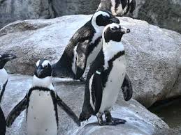 Image result for Spheniscus demersus