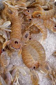 Attēlu rezultāti vaicājumam “Crangon crangon”