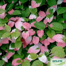 Attēlu rezultāti vaicājumam “Actinidia kolomikta”