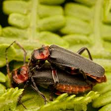 Attēlu rezultāti vaicājumam “Cantharis rustica imago”