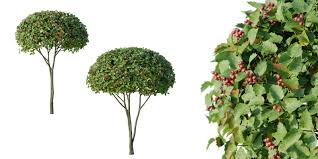 Attēlu rezultāti vaicājumam “Crataegus persimilis”