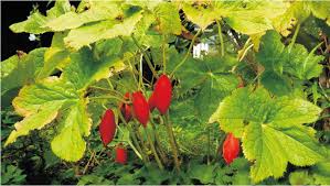 Attēlu rezultāti vaicājumam “Podophyllum hexandrum fruit”