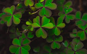 Attēlu rezultāti vaicājumam “Trifolium alpestre leaf”