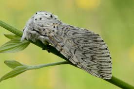 Attēlu rezultāti vaicājumam “Cerura vinula”