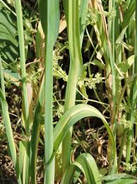 Attēlu rezultāti vaicājumam “Allium scorodoprasum”