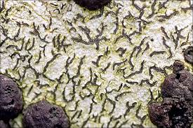 Attēlu rezultāti vaicājumam “Graphis scripta”