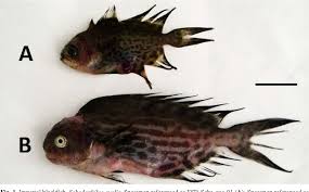 Image result for Schedophilus ovalis