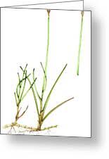 Attēlu rezultāti vaicājumam “Carex dioica”