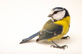 Image result for Cyanistes caeruleus