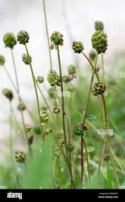 Image result for Sanguisorba minor