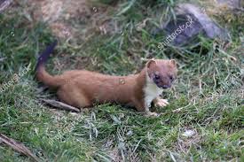 Attēlu rezultāti vaicājumam “Mustela erminea adult”