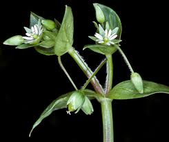 Attēlu rezultāti vaicājumam “Stellaria longifolia flower”