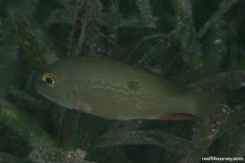 Image result for Lutjanus analis